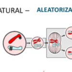 meiosis