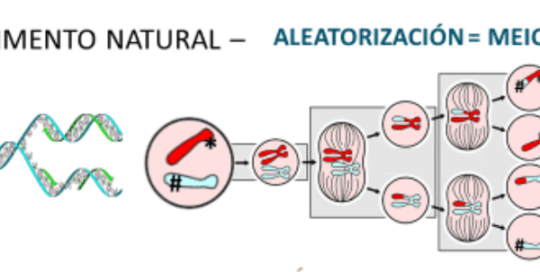 meiosis