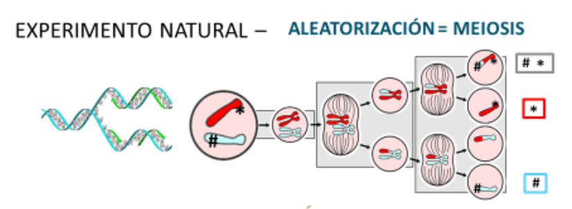 meiosis