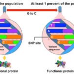 GENE